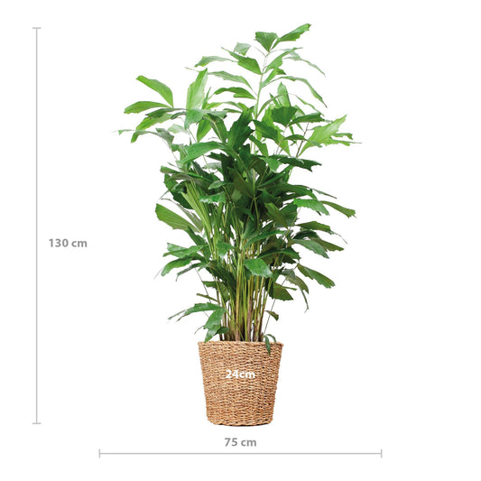 Caryota Mitis XL met mand Torun ↕130cm - Ø24 - Sierplantenshop