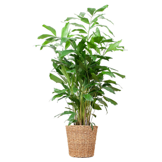 Caryota Mitis XL met mand Torun ↕130cm - Ø24 - Sierplantenshop