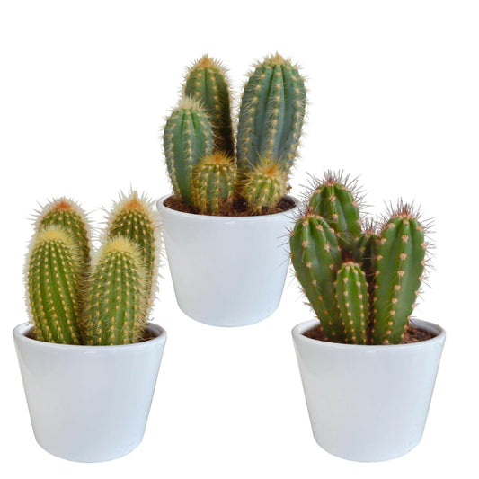 Cereus Plantenmix - Set van 3 in Witte Potten - Ø10 - Sierplantenshop