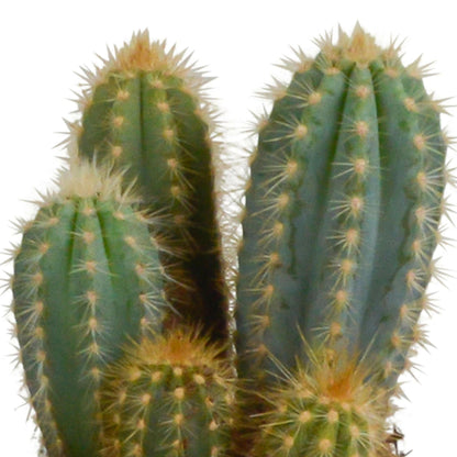 Cereus Plantenmix - Set van 3 in Witte Potten - Ø10 - Sierplantenshop
