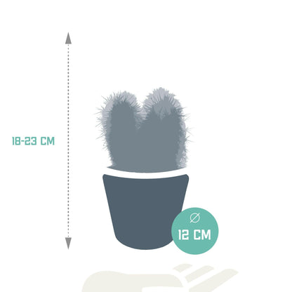 Cereus Plantenmix - Set van 3 in Witte Potten - Ø10 - Sierplantenshop
