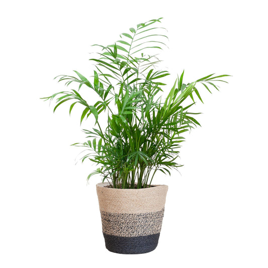 Chamadorea Elegans met Mand Lissabon zwart - ↕55cm - Ø17 - Sierplantenshop