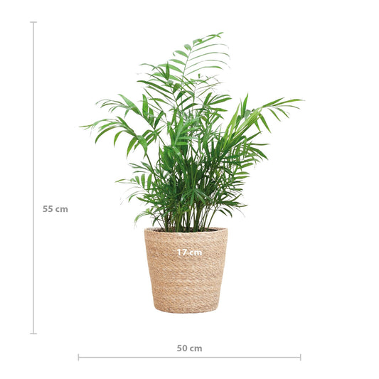 Chamadorea Elegans met Sofia mand naturel - ↕55cm - Ø17 - Sierplantenshop