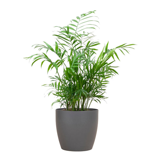 Chamadorea Elegans met Viber grijs - ↕55cm - Ø17 - Sierplantenshop