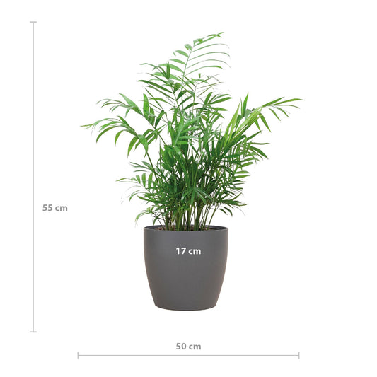 Chamadorea Elegans met Viber grijs - ↕55cm - Ø17 - Sierplantenshop