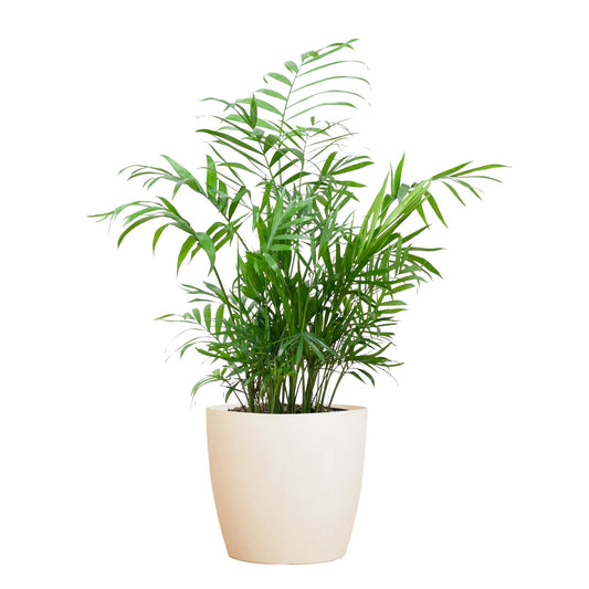 Chamadorea Elegans met Viber wit - ↕55cm - Ø17 - Sierplantenshop