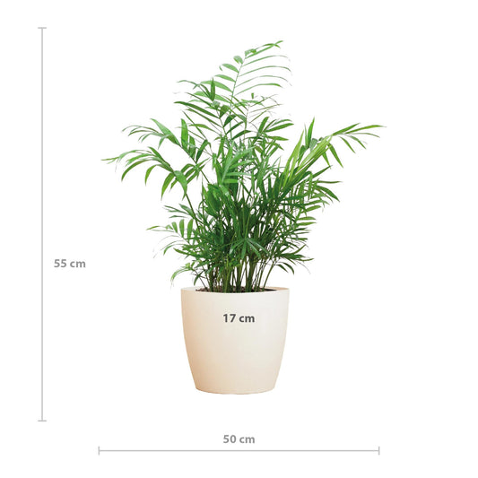 Chamadorea Elegans met Viber wit - ↕55cm - Ø17 - Sierplantenshop