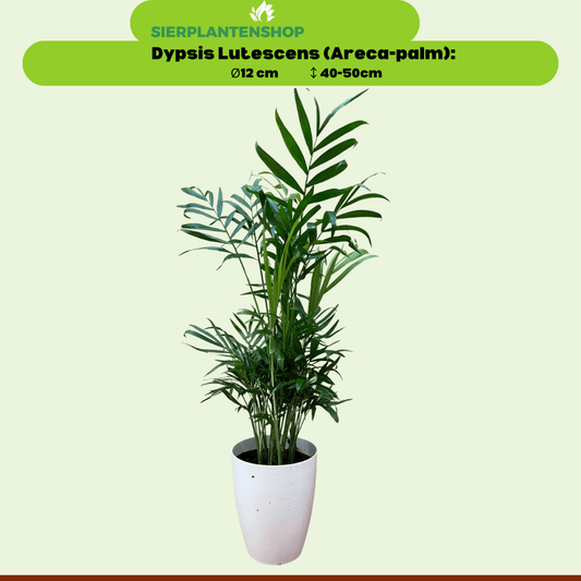 Chamaedorea, Asplenium en Spathiphyllum in witte potten - ↕35cm - Ø12 - Sierplantenshop