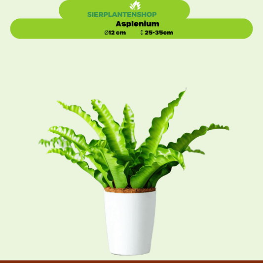 Chamaedorea, Asplenium en Spathiphyllum in witte potten - ↕35cm - Ø12 - Sierplantenshop