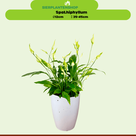 Chamaedorea, Asplenium en Spathiphyllum in witte potten - ↕35cm - Ø12 - Sierplantenshop