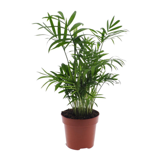 Chamaedorea Elegans - ↕40cm - Ø12 - Sierplantenshop