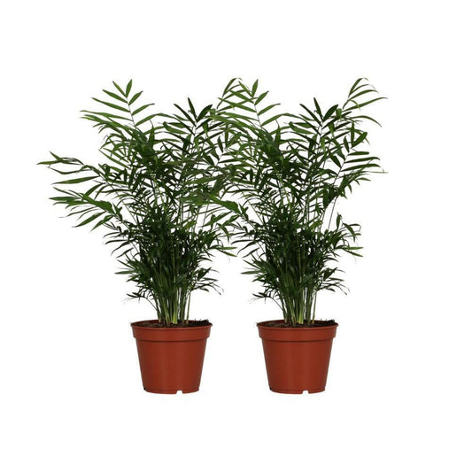 Chamaedorea Elegans - Set van 2 - ↕55cm - Ø17 - Sierplantenshop