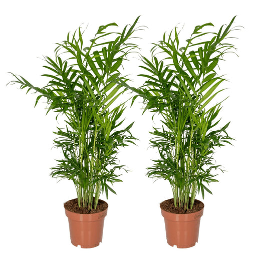 Chamaedorea Elegans - Set van 2 Mexicaanse Bergpalmen - ↕40cm - Ø12 - Sierplantenshop