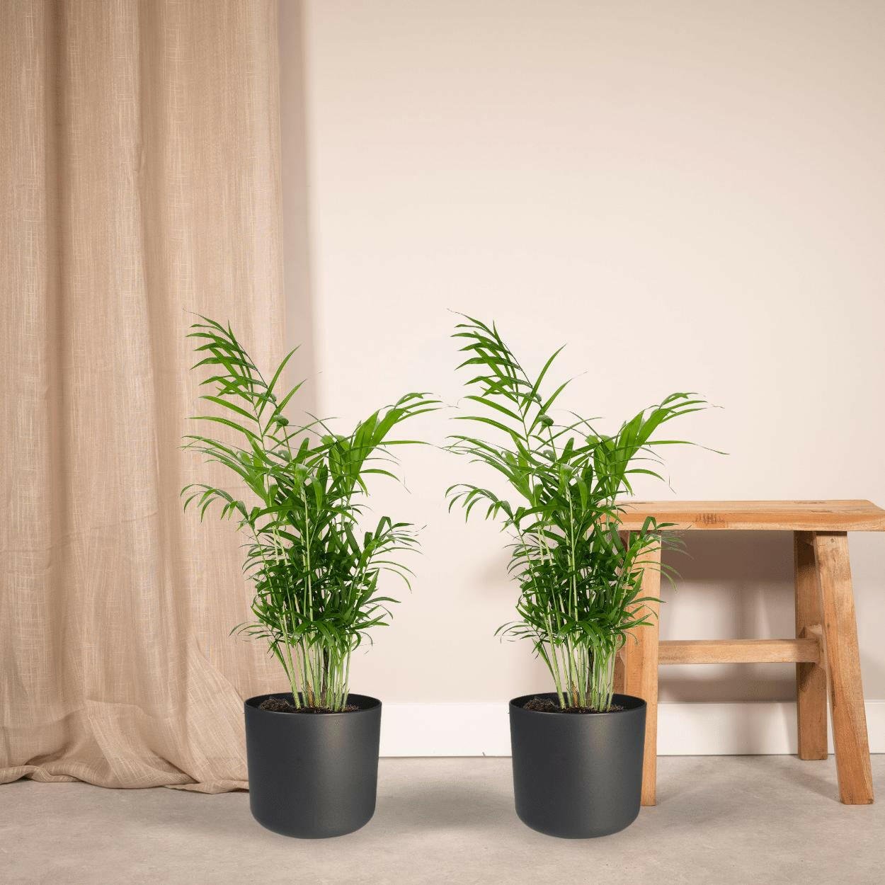 Chamaedorea Elegans set van 2 planten (Mexicaanse Bergpalm) - ↕60cm - Ø17 - Sierplantenshop
