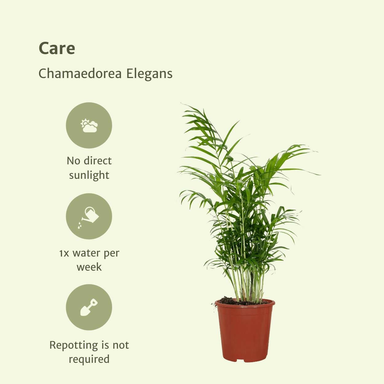Chamaedorea Elegans set van 2 planten (Mexicaanse Bergpalm) - ↕60cm - Ø17 - Sierplantenshop
