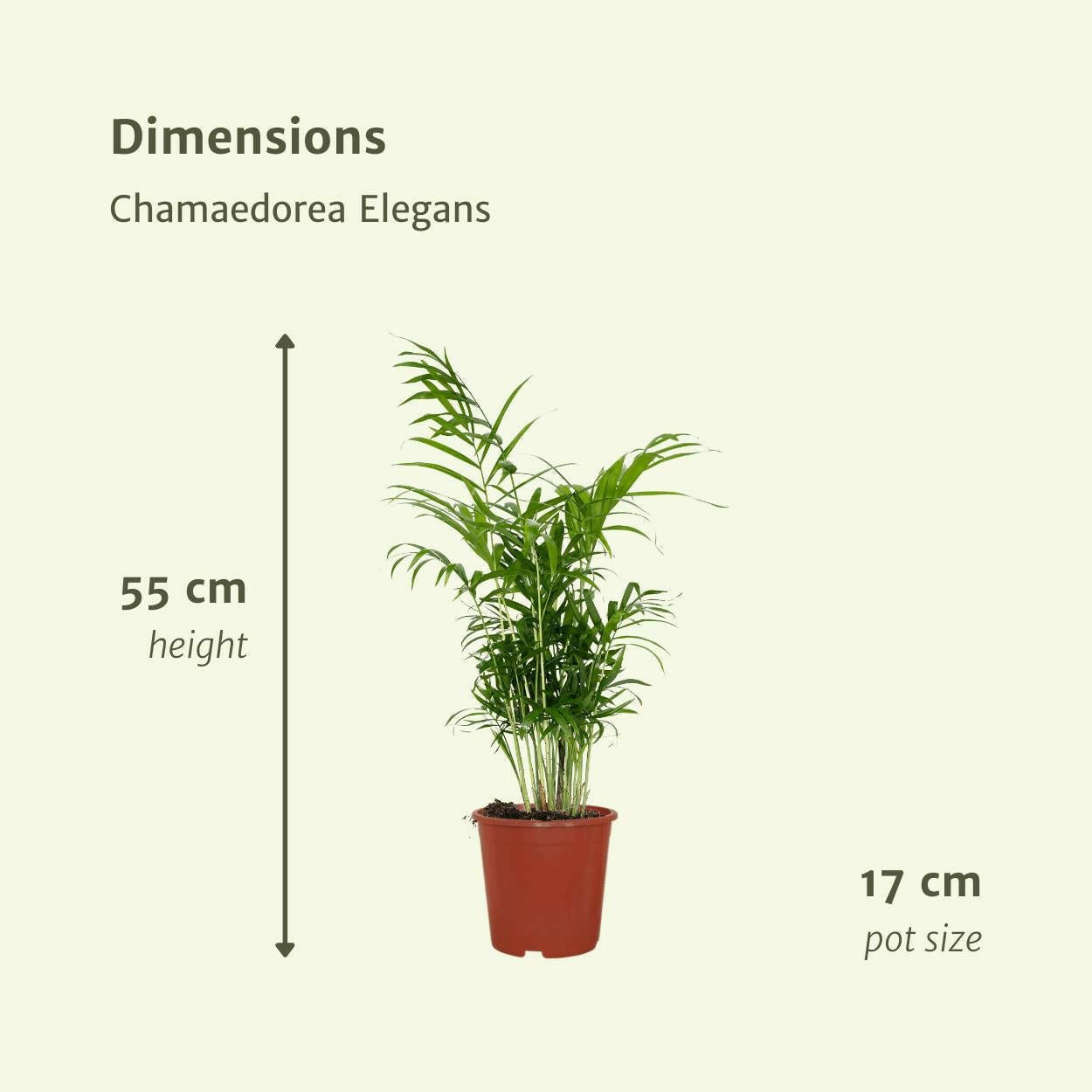 Chamaedorea Elegans set van 2 planten (Mexicaanse Bergpalm) - ↕60cm - Ø17 - Sierplantenshop