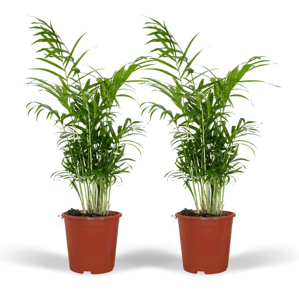 Chamaedorea Elegans set van 2 planten (Mexicaanse Bergpalm) - ↕60cm - Ø17 - Sierplantenshop