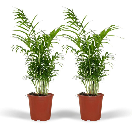 Chamaedorea Elegans set van 2 planten (Mexicaanse Bergpalm) - ↕60cm - Ø17 - Sierplantenshop