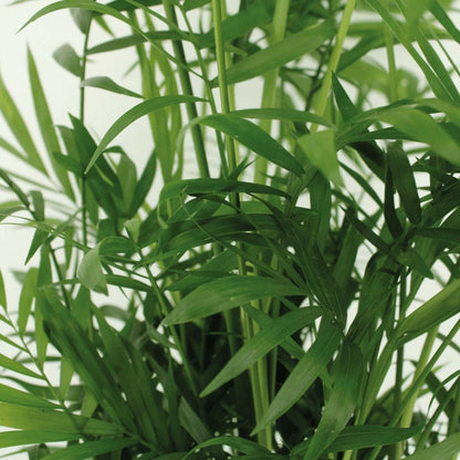 Chamaedorea Elegans set van 2 planten (Mexicaanse Bergpalm) - ↕60cm - Ø17 - Sierplantenshop