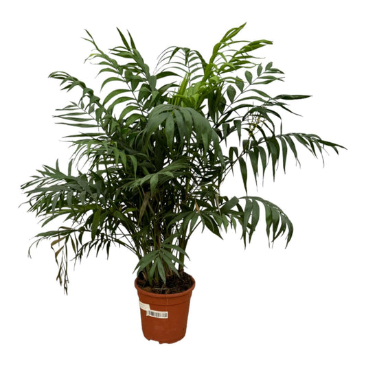 Chamaedorea Elegans - Tropische Palm - ↨100cm - Ø21 - Sierplantenshop