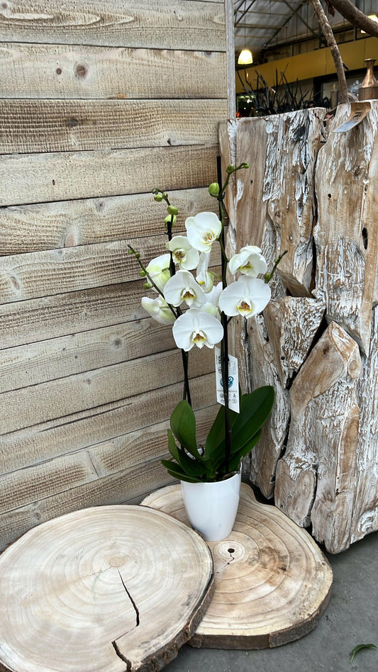 Chamaedorea en Philodendron White Wave met Elegante Witte Potten - ↕35cm - Ø12 - Sierplantenshop