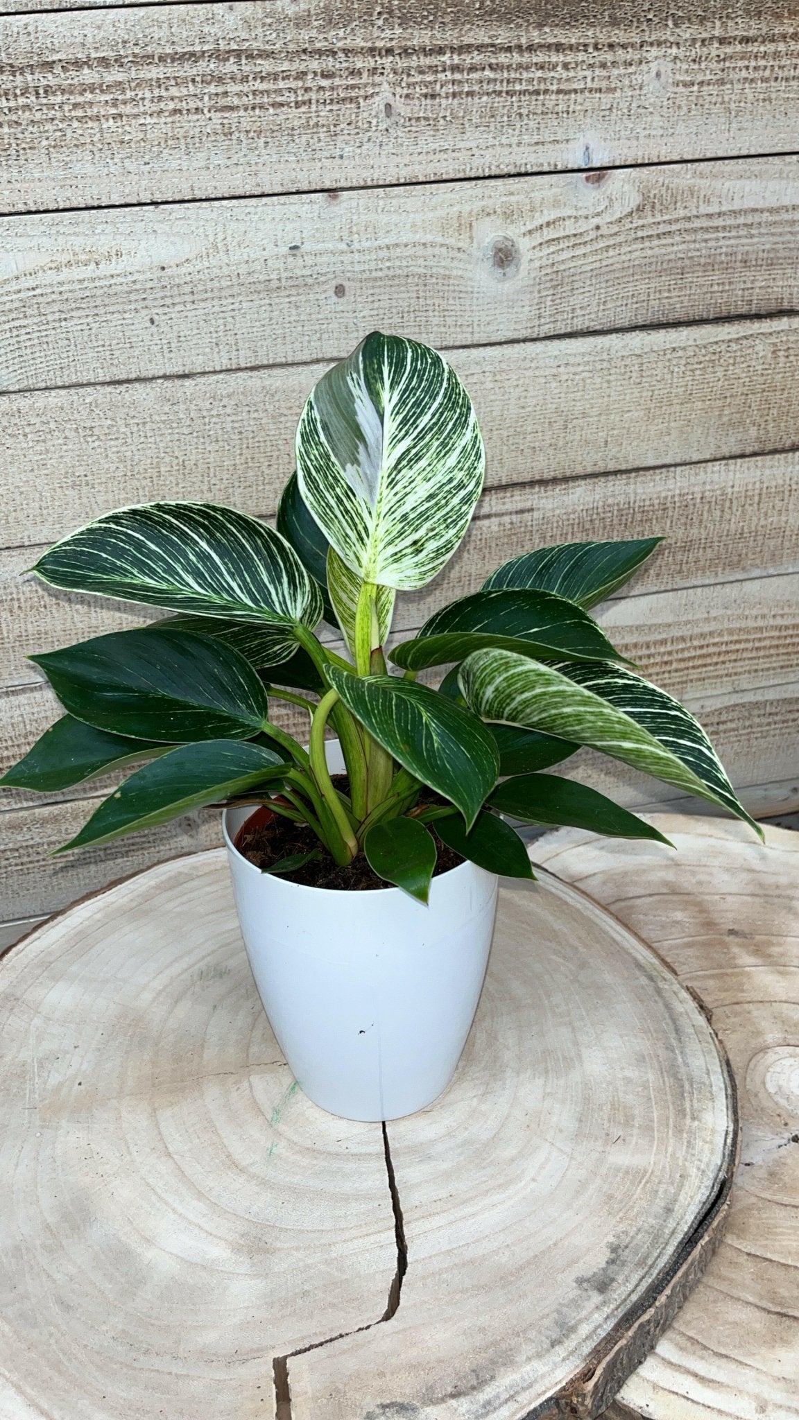 Chamaedorea en Philodendron White Wave met Elegante Witte Potten - ↕35cm - Ø12 - Sierplantenshop