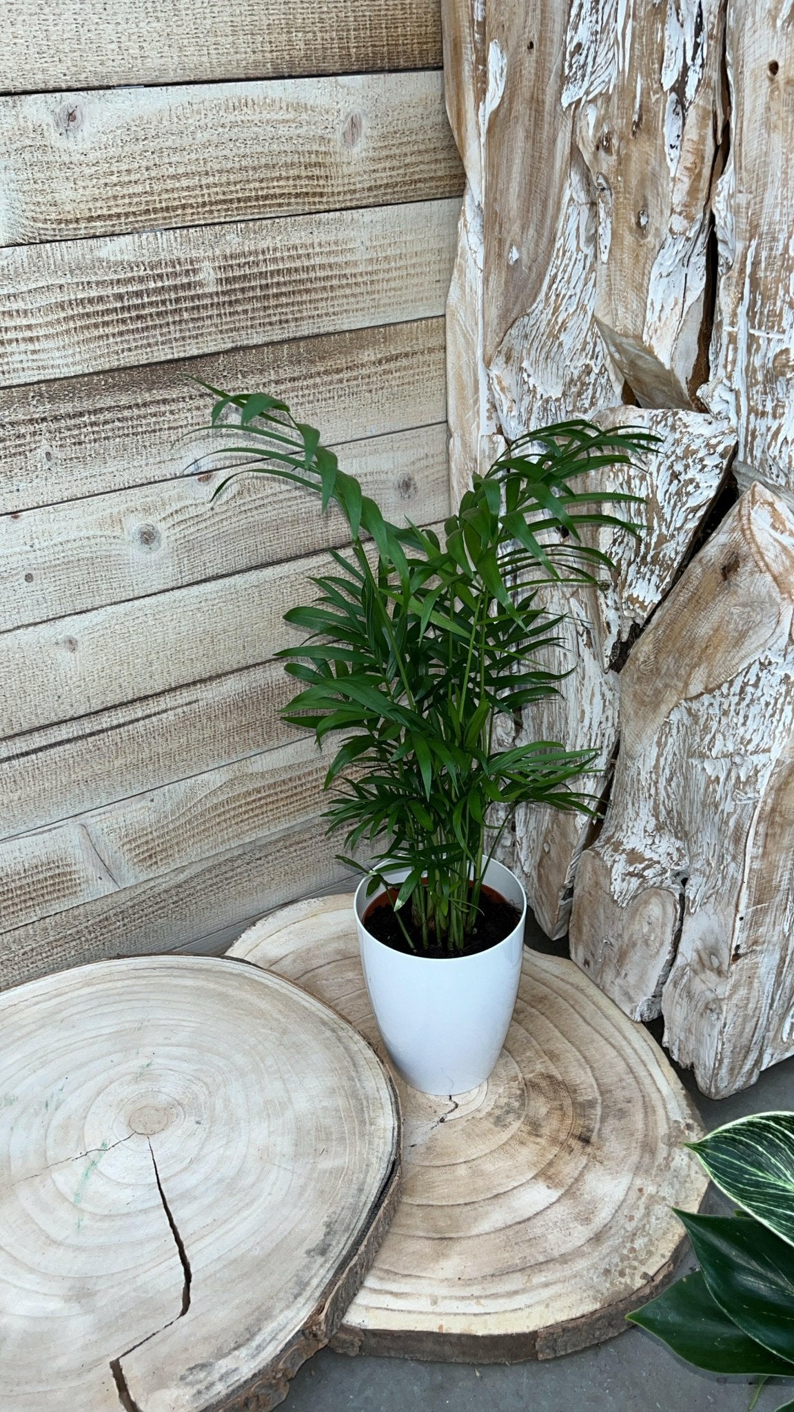 Chamaedorea en Philodendron White Wave met Elegante Witte Potten - ↕35cm - Ø12 - Sierplantenshop