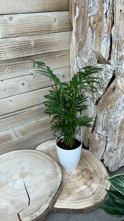 Chamaedorea en Philodendron White Wave met Elegante Witte Potten - ↕35cm - Ø12 - Sierplantenshop