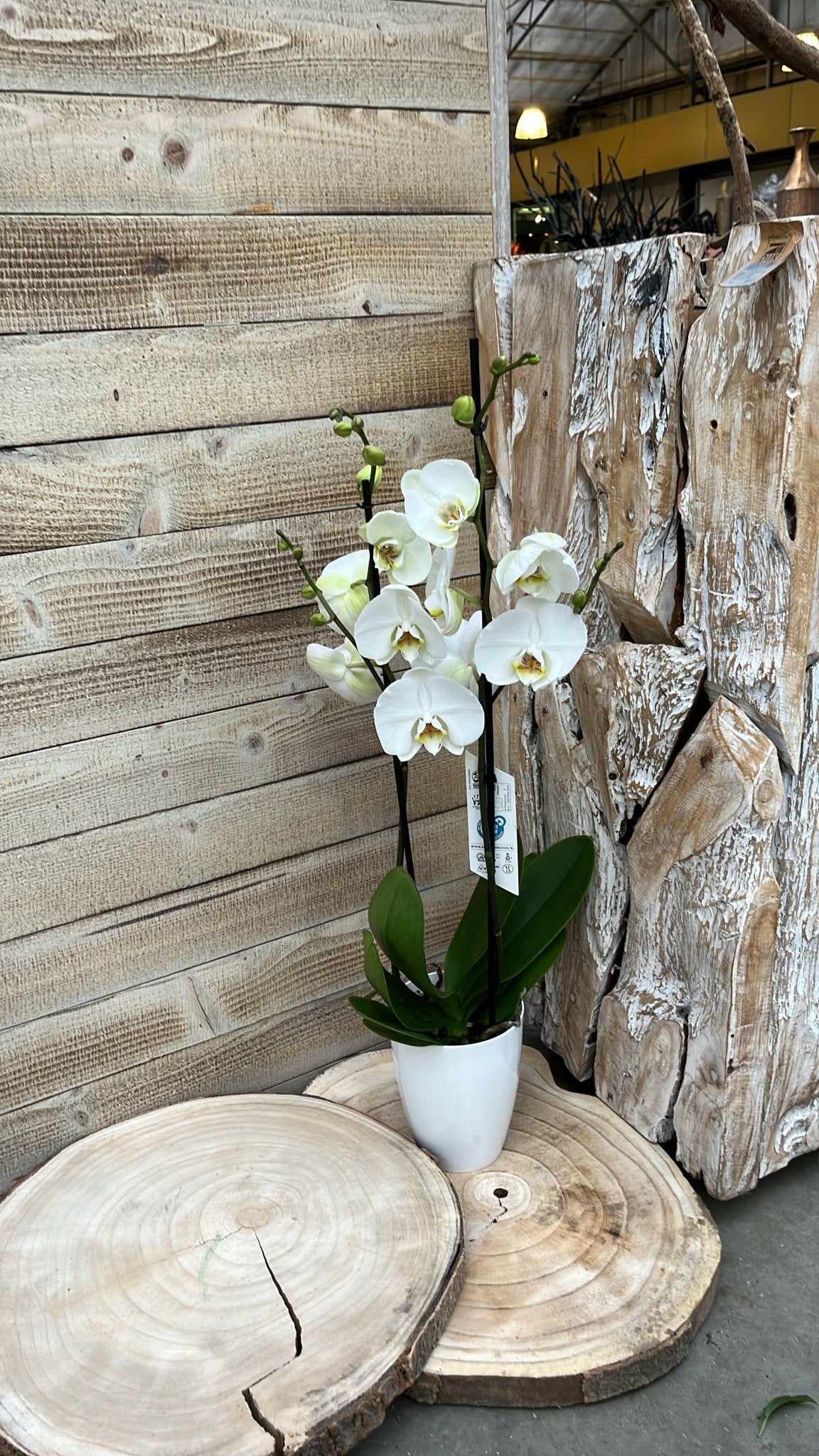 Chamaedorea en Philodendron White Wave met Elegante Witte Potten - ↕35cm - Ø12 - Sierplantenshop