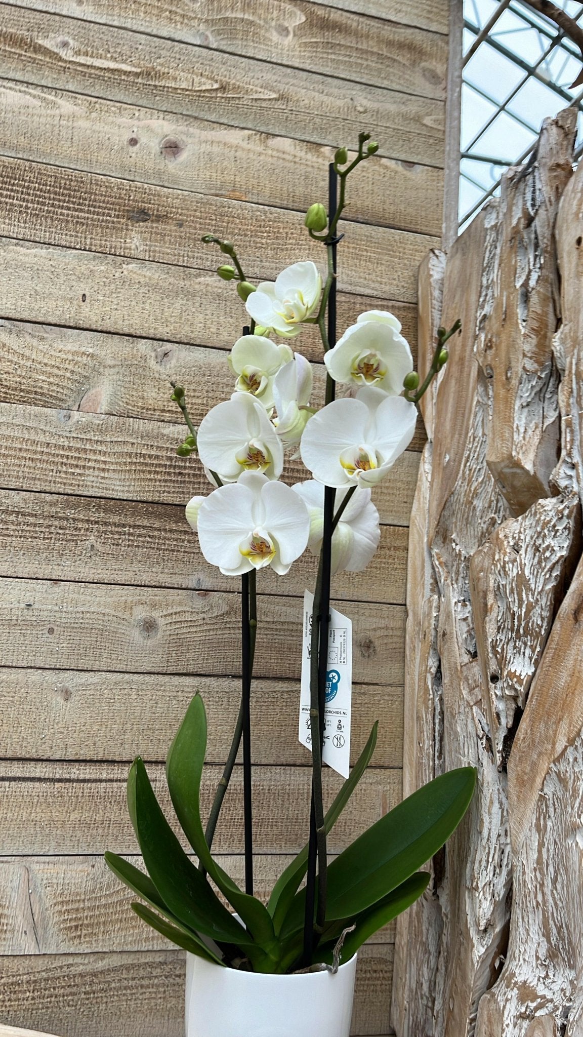 Chamaedorea en Philodendron White Wave met Elegante Witte Potten - ↕35cm - Ø12 - Sierplantenshop