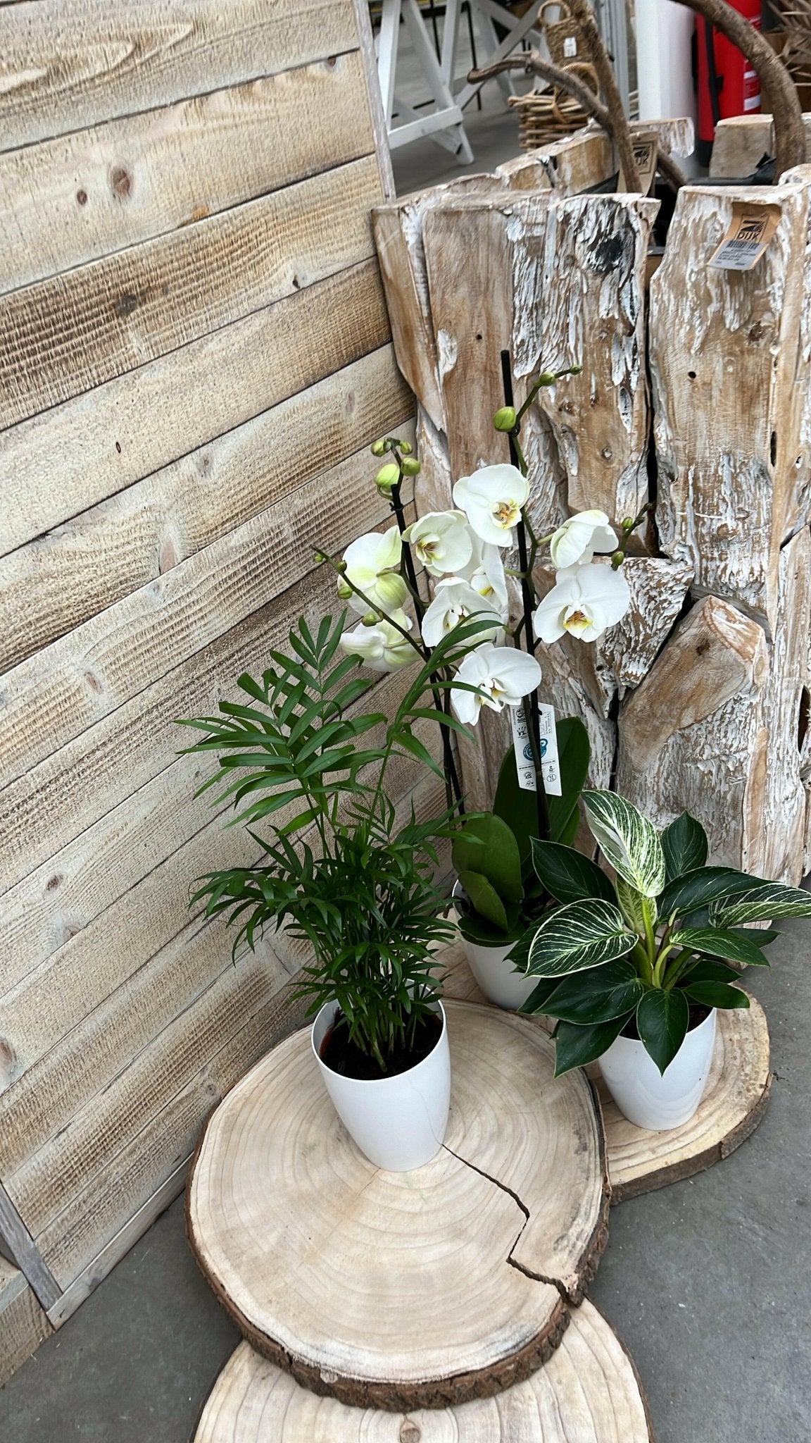 Chamaedorea en Philodendron White Wave met Elegante Witte Potten - ↕35cm - Ø12 - Sierplantenshop