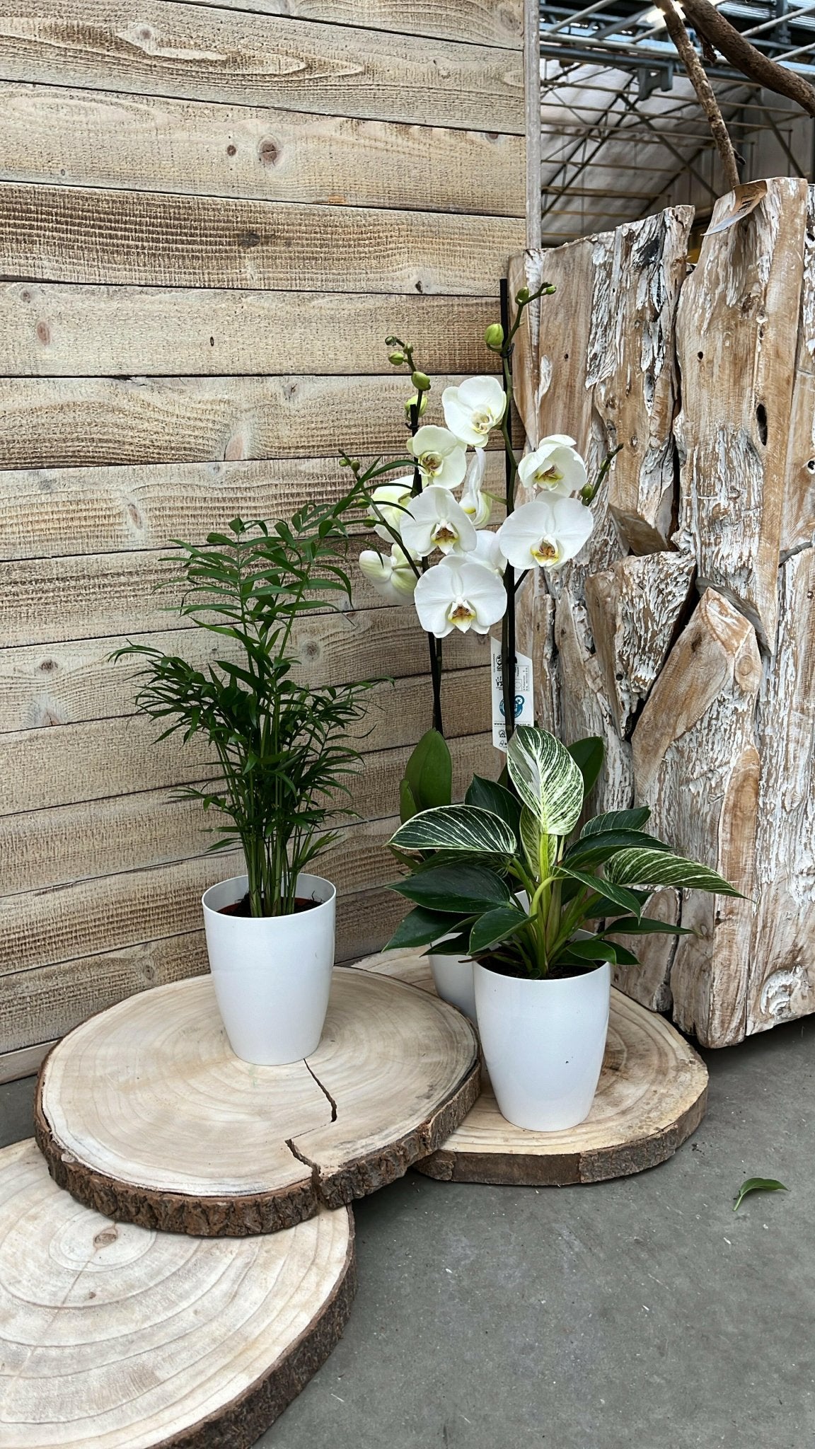 Chamaedorea en Philodendron White Wave met Elegante Witte Potten - ↕35cm - Ø12 - Sierplantenshop