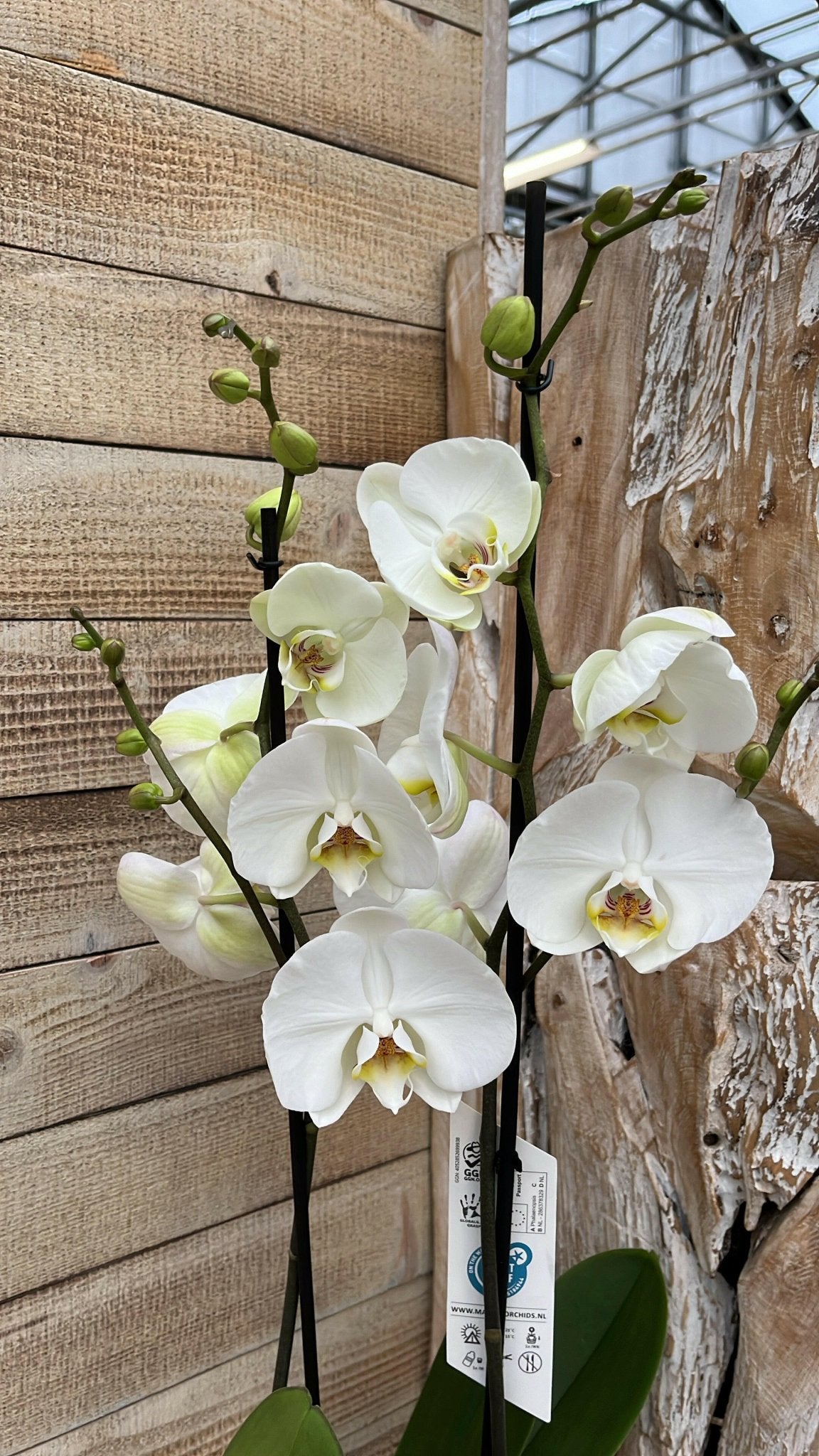 Chamaedorea en Philodendron White Wave met Elegante Witte Potten - ↕35cm - Ø12 - Sierplantenshop