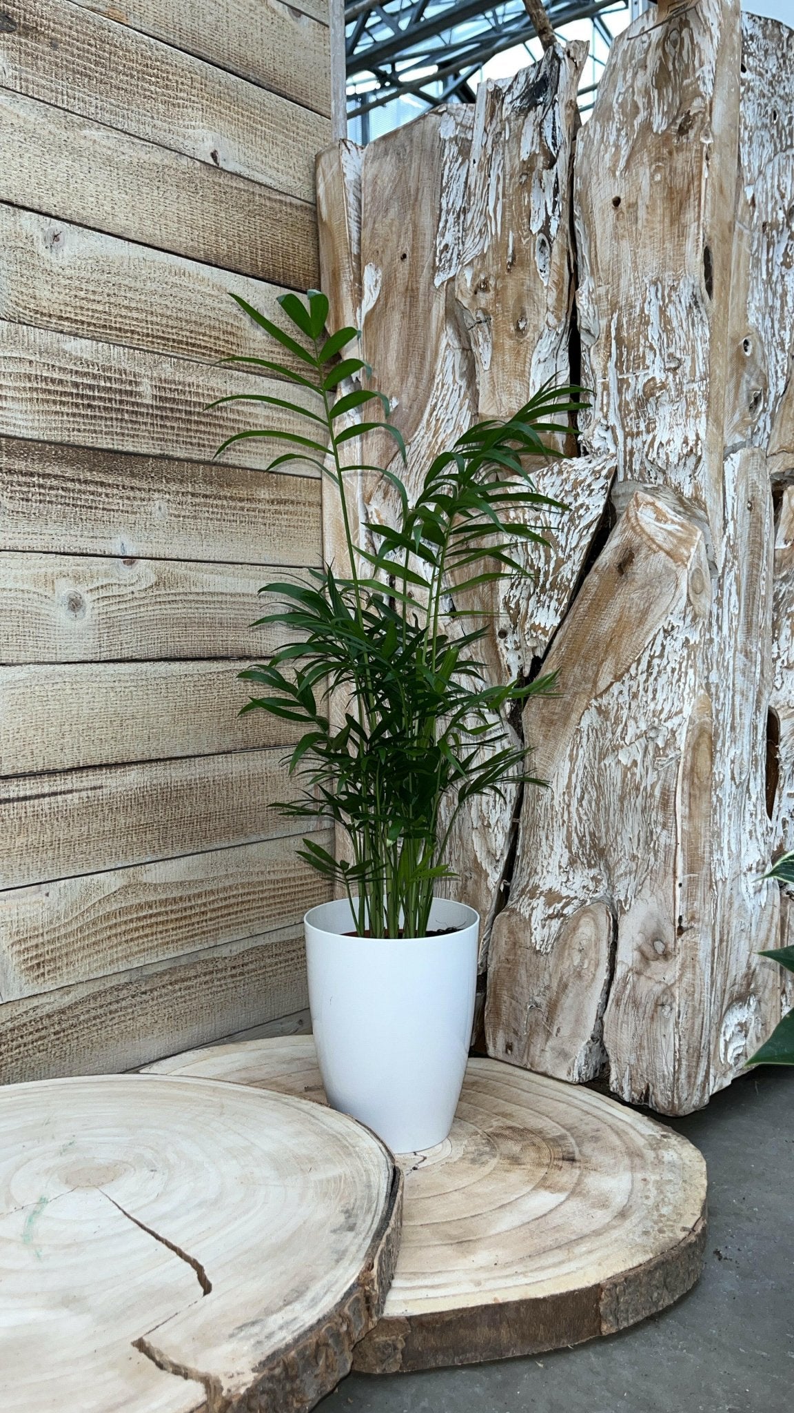 Chamaedorea en Philodendron White Wave met Elegante Witte Potten - ↕35cm - Ø12 - Sierplantenshop