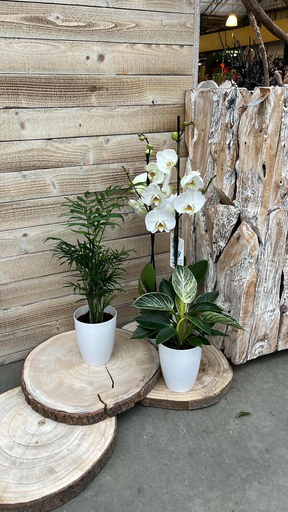 Chamaedorea en Philodendron White Wave met Elegante Witte Potten - ↕35cm - Ø12 - Sierplantenshop