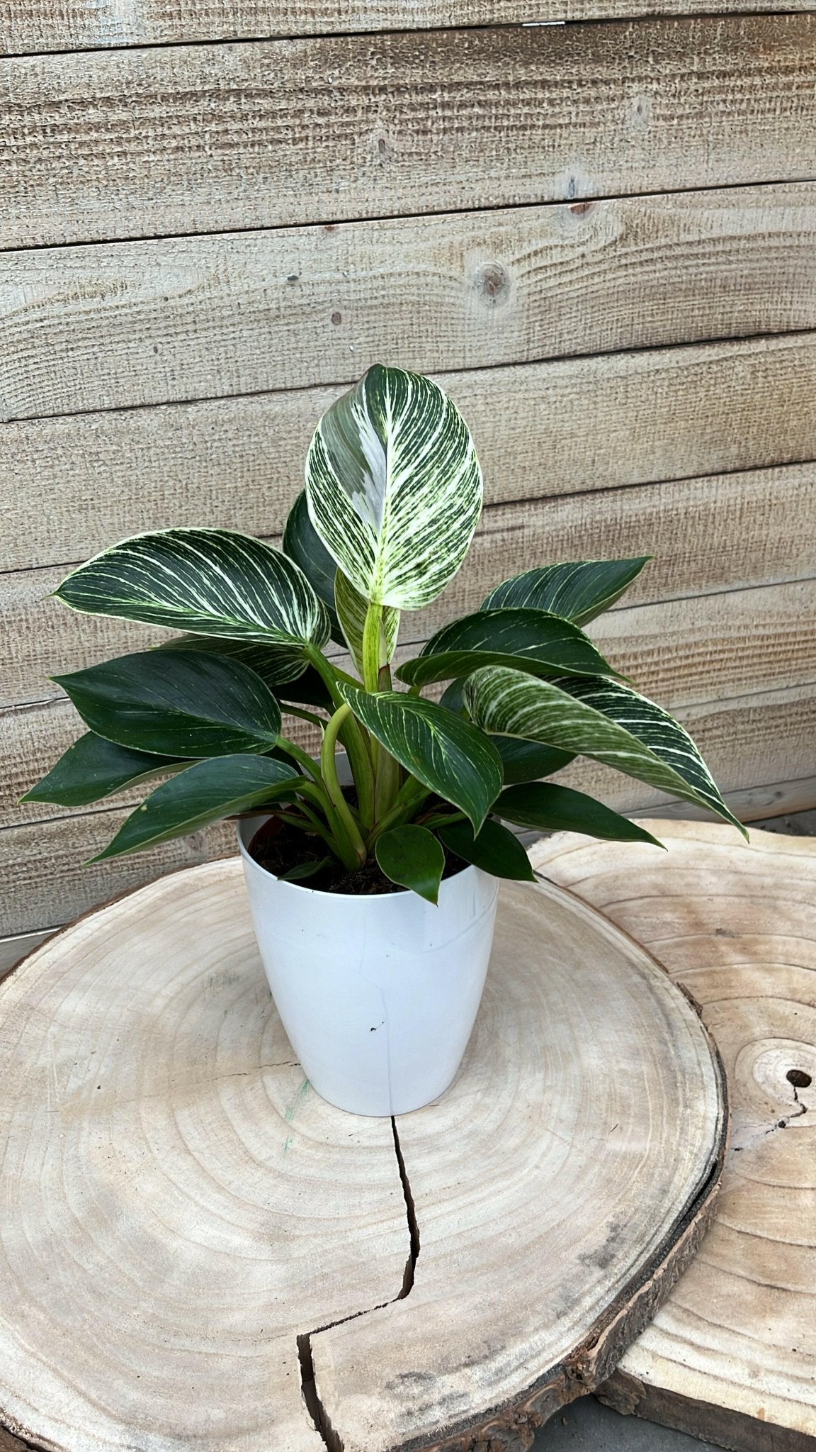 Chamaedorea en Philodendron White Wave met Elegante Witte Potten - ↕35cm - Ø12 - Sierplantenshop