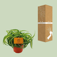 Chlorophytum Bonnie - Prachtige Spinnenplant - ↕20cm - Ø12 - Sierplantenshop