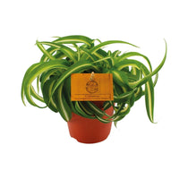 Chlorophytum Bonnie - Prachtige Spinnenplant - ↕20cm - Ø12 - Sierplantenshop