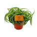 Chlorophytum Bonnie - Prachtige Spinnenplant - ↕20cm - Ø12 - Sierplantenshop