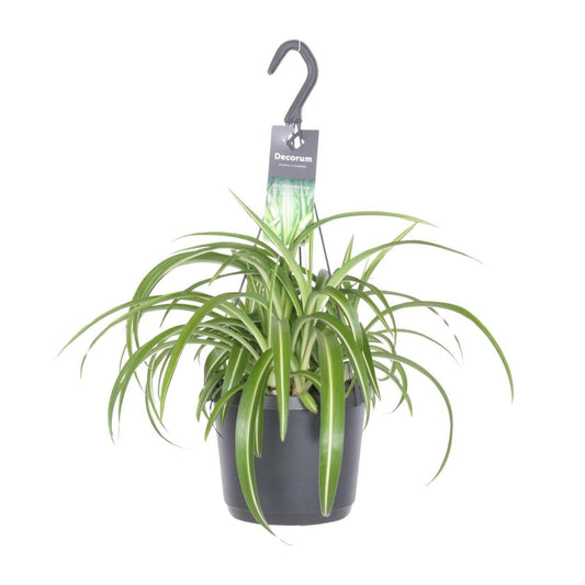 Chlorophytum Comosum Bonnie - ↕35cm - Ø7 - Sierplantenshop