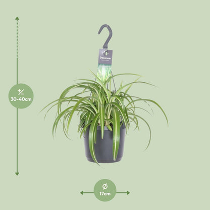 Chlorophytum Comosum Bonnie - ↕35cm - Ø7 - Sierplantenshop