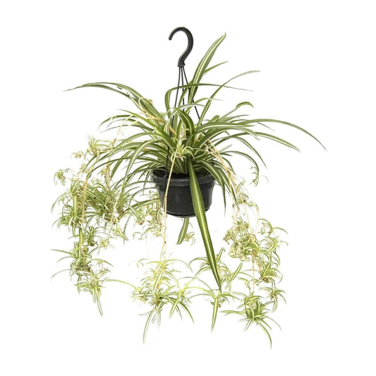 Chlorophytum Comosum Variegatum - ↕45cm - Ø14 - Sierplantenshop