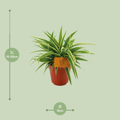 Chlorophytum Ocean - ↕20cm - Ø12 - Sierplantenshop
