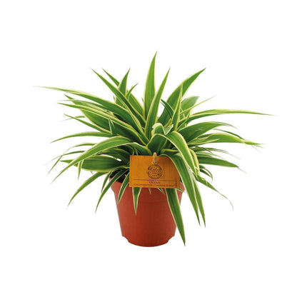 Chlorophytum Ocean - ↕20cm - Ø12 - Sierplantenshop