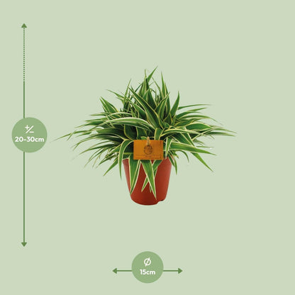 Chlorophytum Ocean - Spinplant - ↕20cm - Ø14 - Sierplantenshop