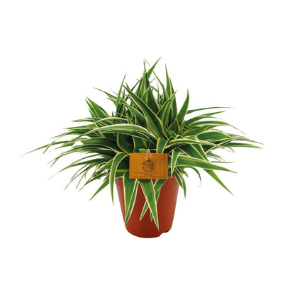 Chlorophytum Ocean - Spinplant - ↕20cm - Ø14 - Sierplantenshop