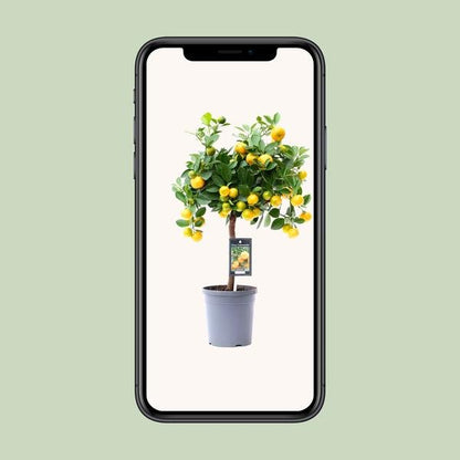 Citrus Calamondin - Ø15cm - ↕45cm - Sierplantenshop
