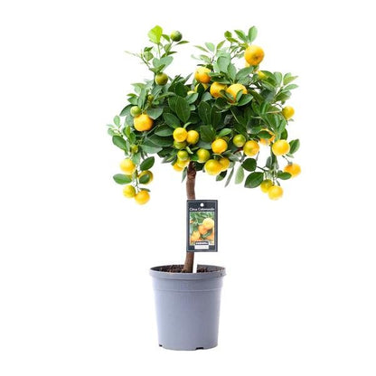 Citrus Calamondin - Ø15cm - ↕45cm - Sierplantenshop