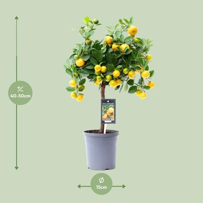 Citrus Calamondin - Ø15cm - ↕45cm - Sierplantenshop