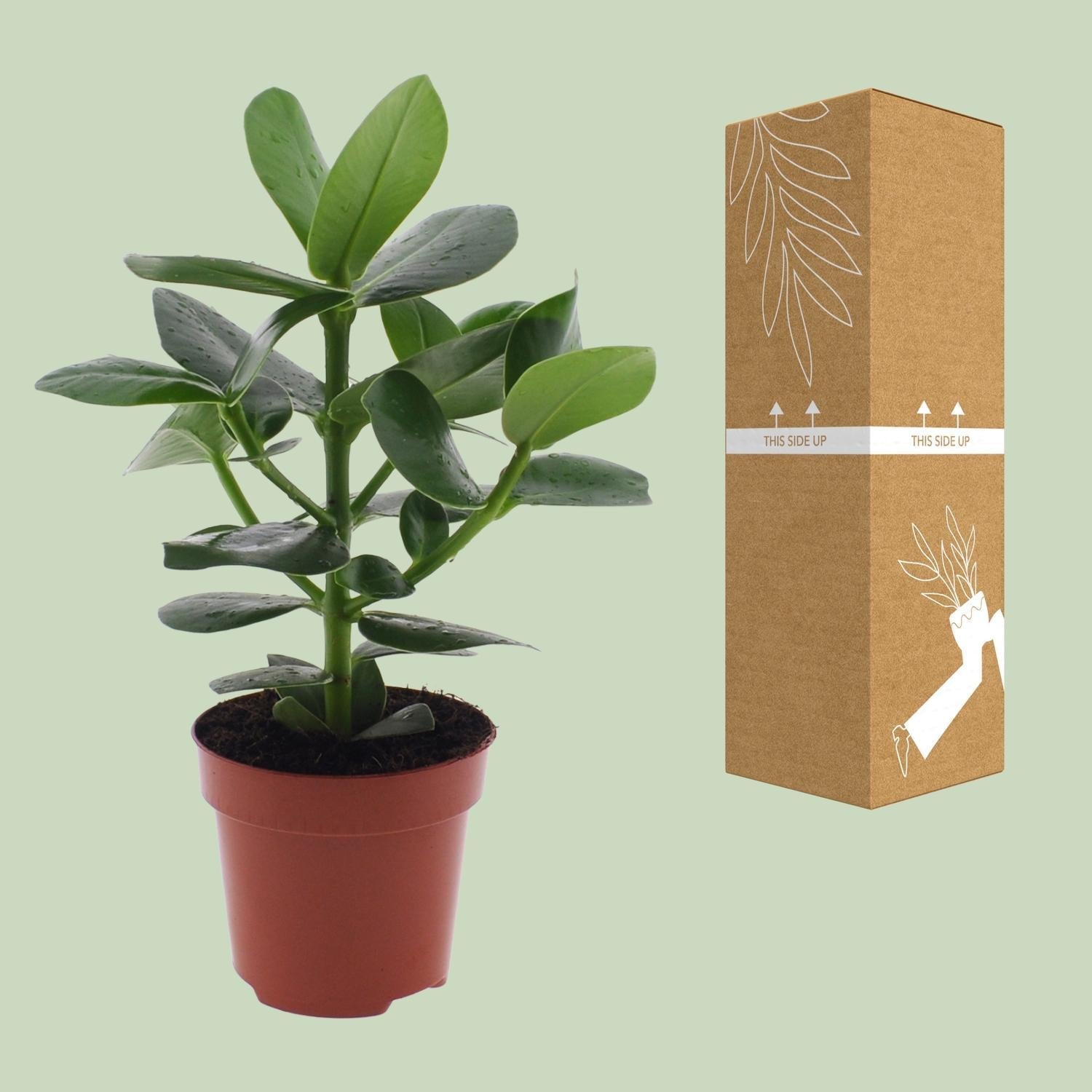 Clusia Rosea Princess - ↕15cm - Ø12 - Sierplantenshop